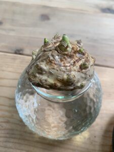 水耕栽培カラー白