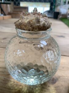水耕栽培カラー白