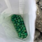 池島の農園夏野菜苗植え
