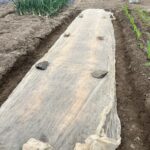池島の農園夏野菜苗植え