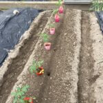 池島の農園夏野菜苗植え