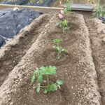 池島の農園夏野菜苗植え