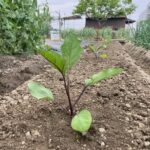 池島の農園夏野菜苗植え