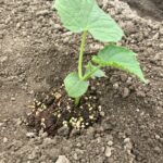 池島の農園夏野菜苗植え