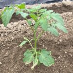 池島の農園夏野菜苗植え